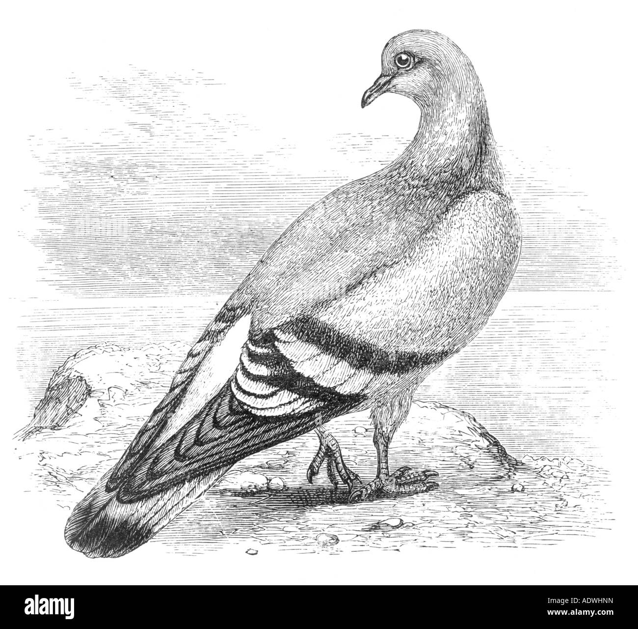 Rock Dove Columba livia illustration Stock Photo