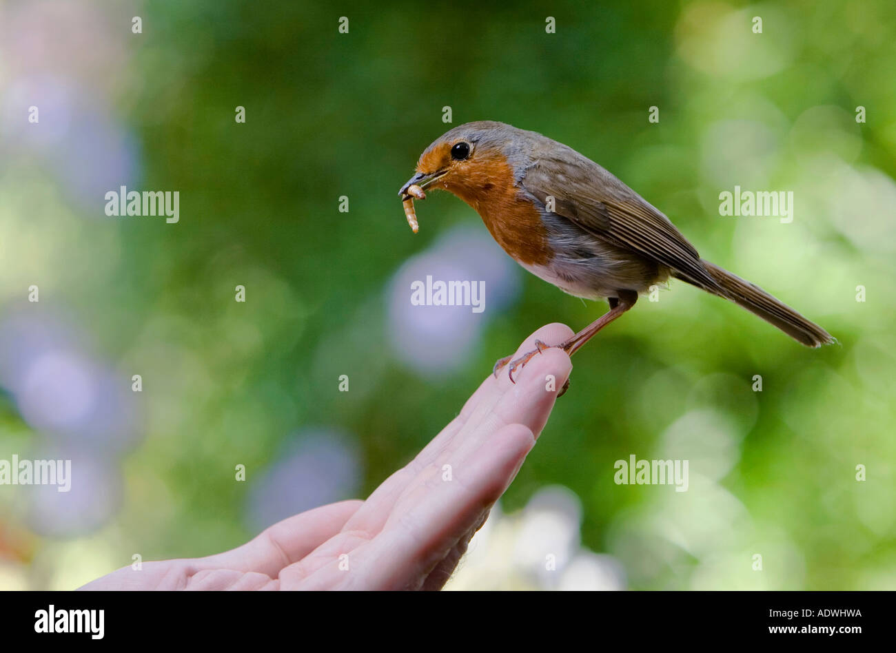 Robin redbreast feeding on mealworms hires stock photography and