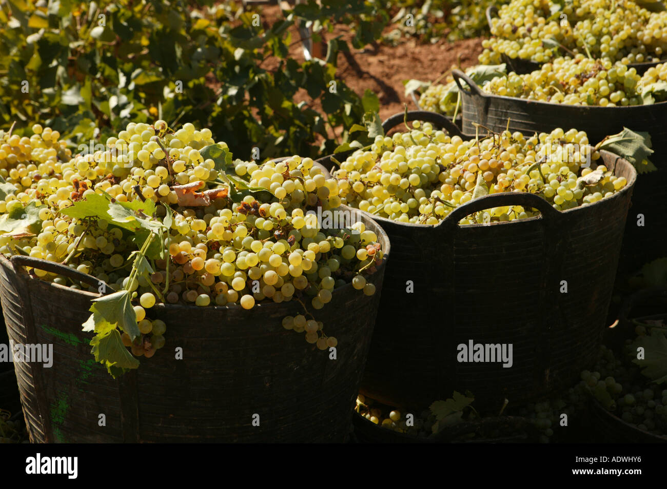 Harvest of the muscatel grape to make wine Stock Photo