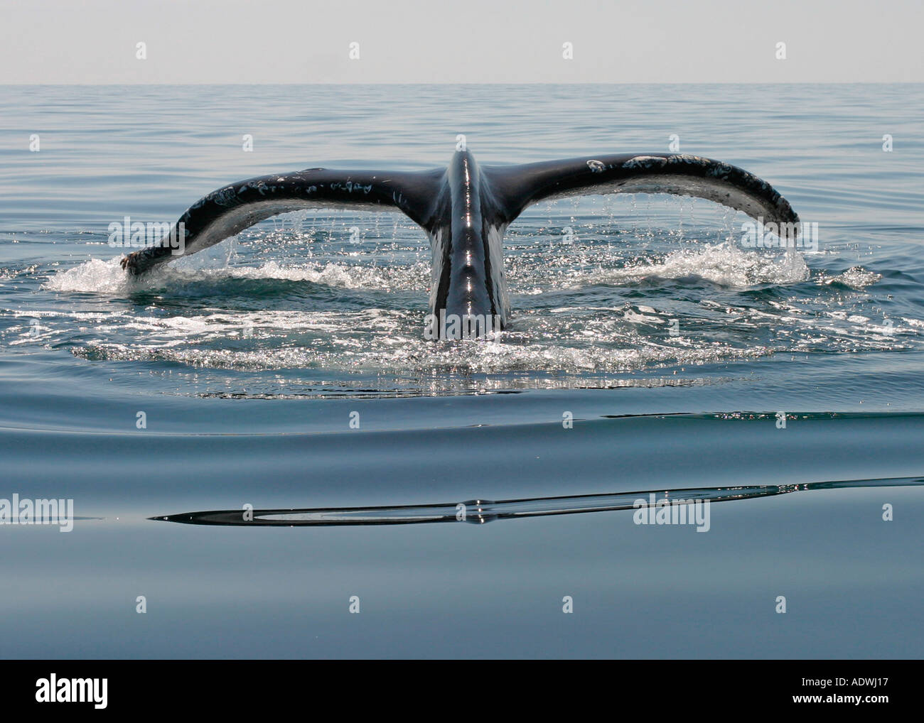 Humpback whale free dive hi-res stock photography and images - Alamy