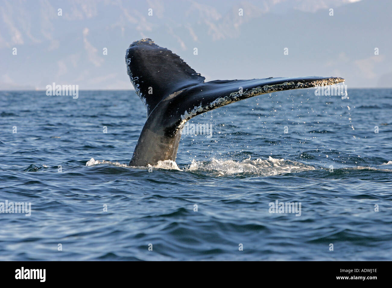 Humpback whale free dive hi-res stock photography and images - Alamy