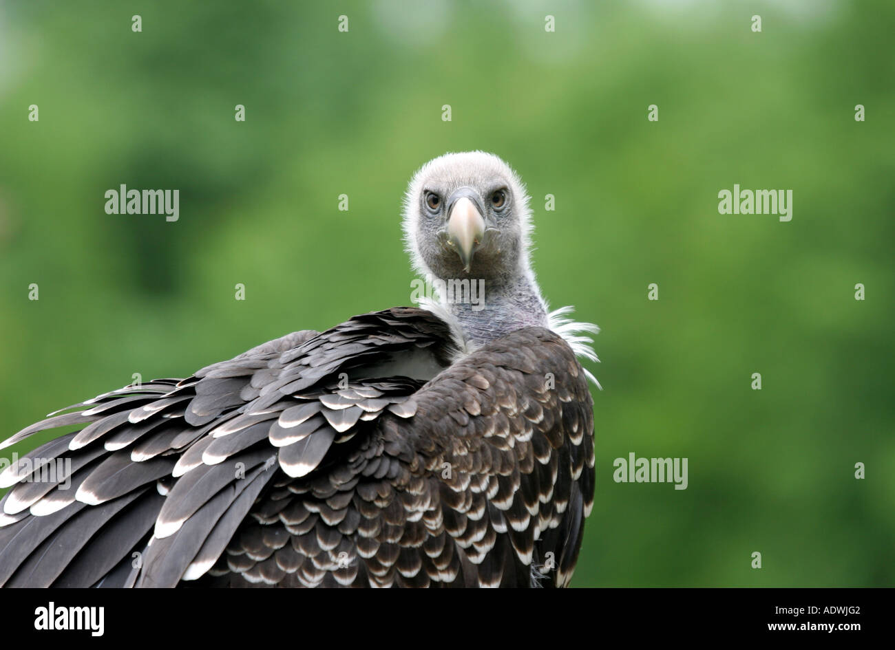 Captive vulture in The Cotswold Falconry Centre, Batsford, Gloucestershire. UK Stock Photo
