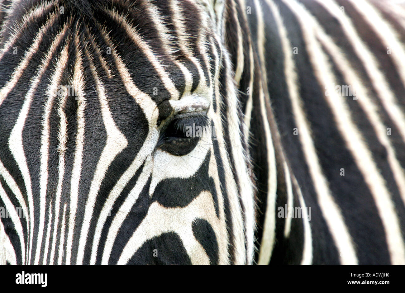 Close-up of zebras face and eyes at Cotswold widlife park, Burford, Oxfordshire, UK Stock Photo