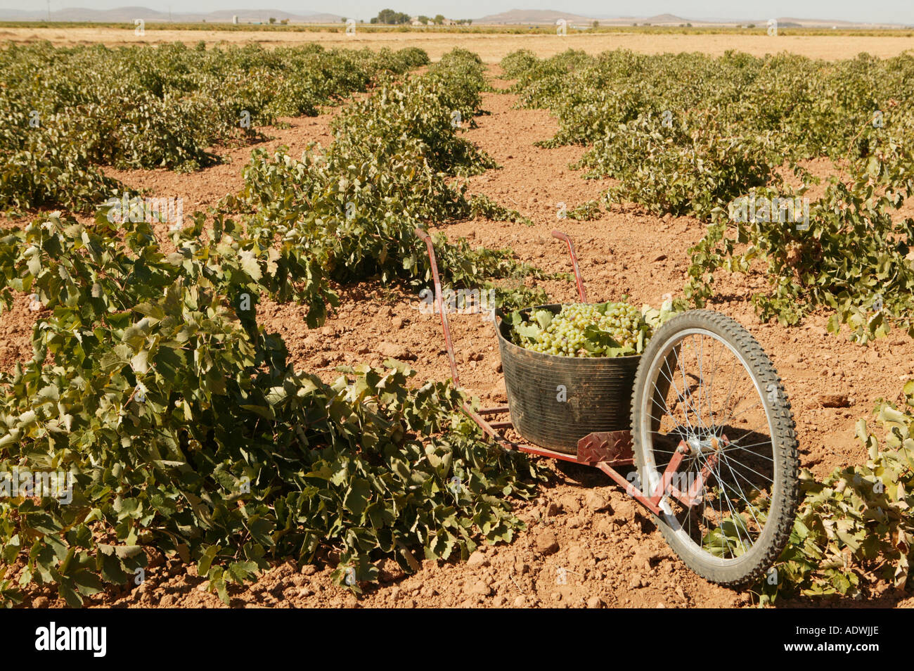 Harvest of the muscatel grape to make wine Stock Photo