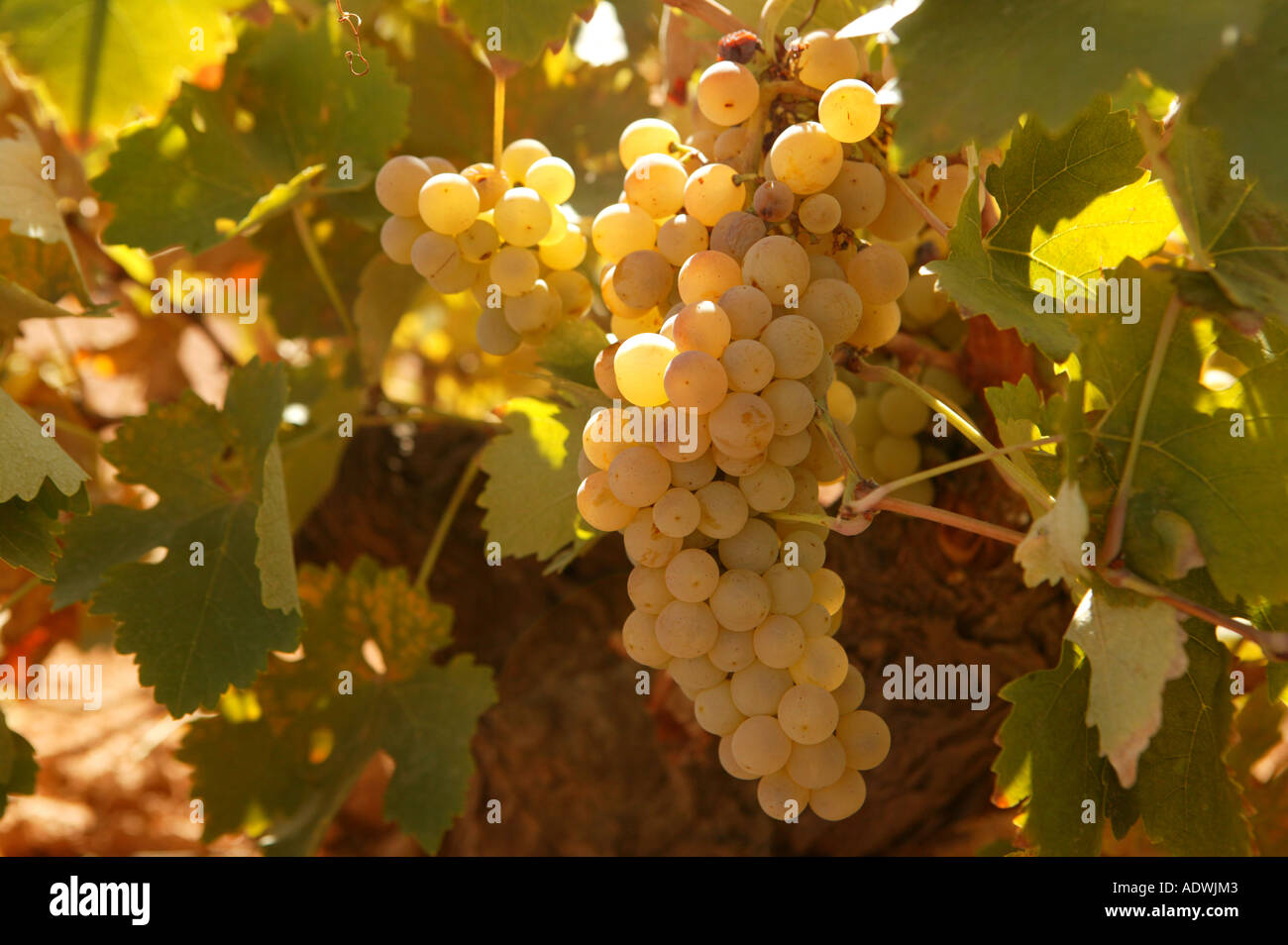 Harvest of the muscatel grape to make wine Stock Photo