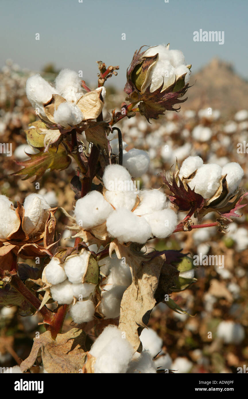 Cotton flower harvest hi-res stock photography and images - Alamy