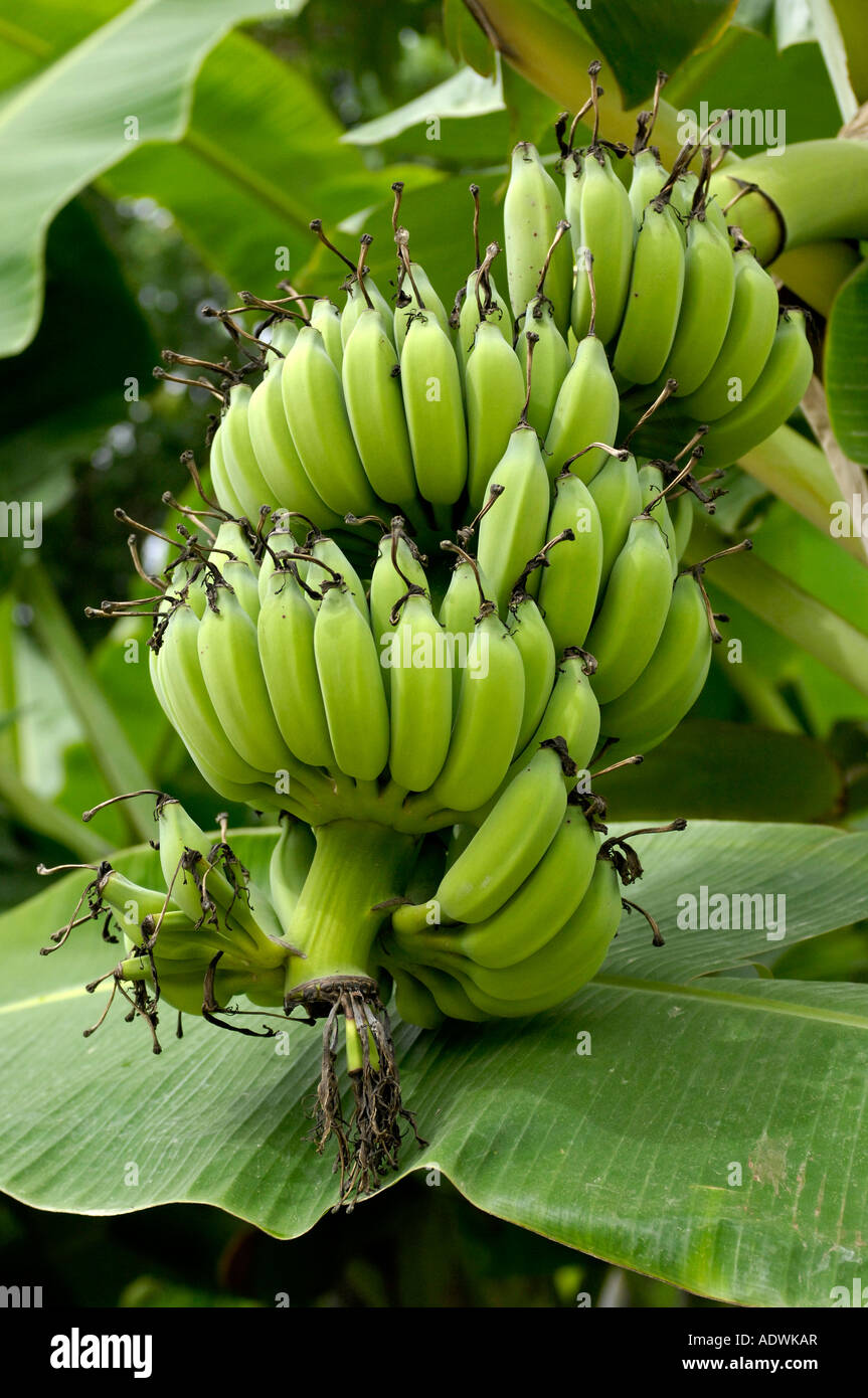 little bananas growing in Thailand pic Richard Crampton 00 66 0 876 039 880 00 66 053 125 791 Stock Photo