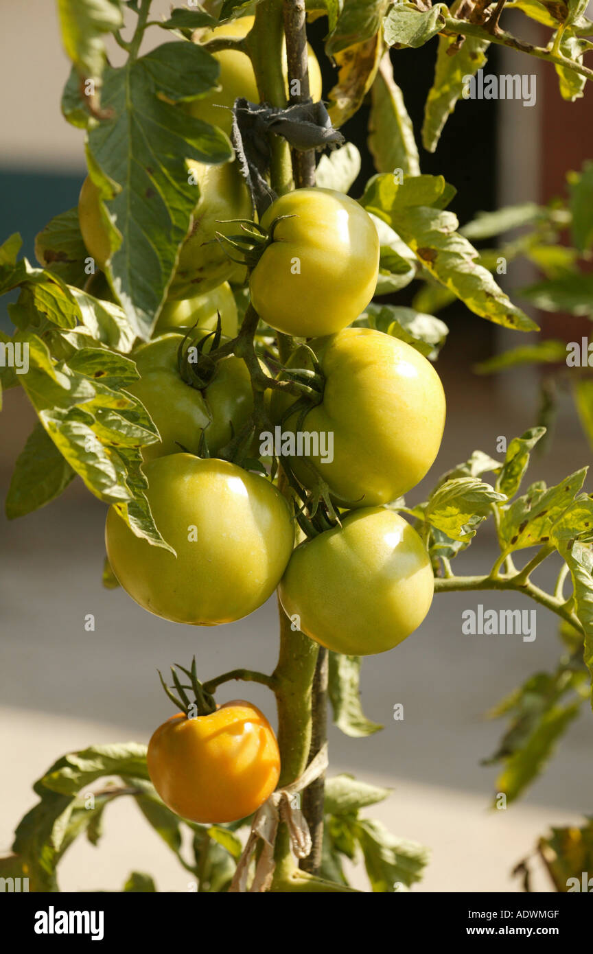 tomato plant with green tomatoes on the farm Stock Photo - Alamy