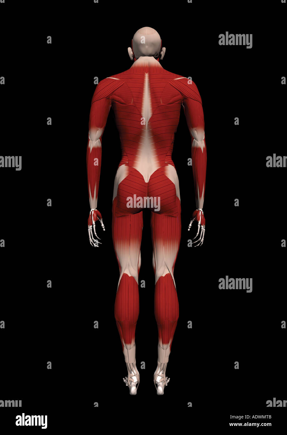 Atlas of anatomy hi-res stock photography and images - Alamy