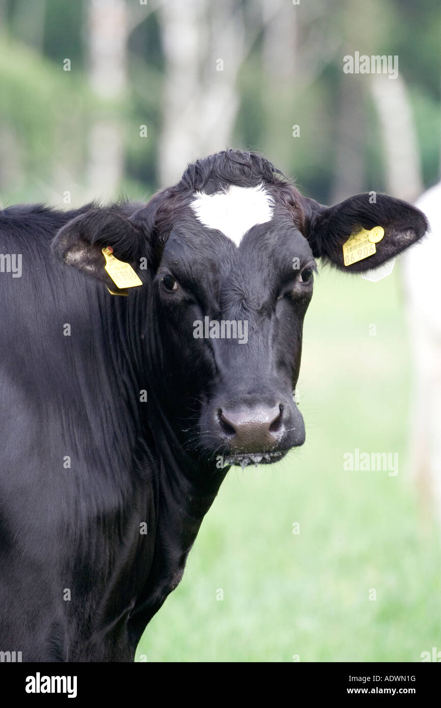 head of cow Stock Photo - Alamy