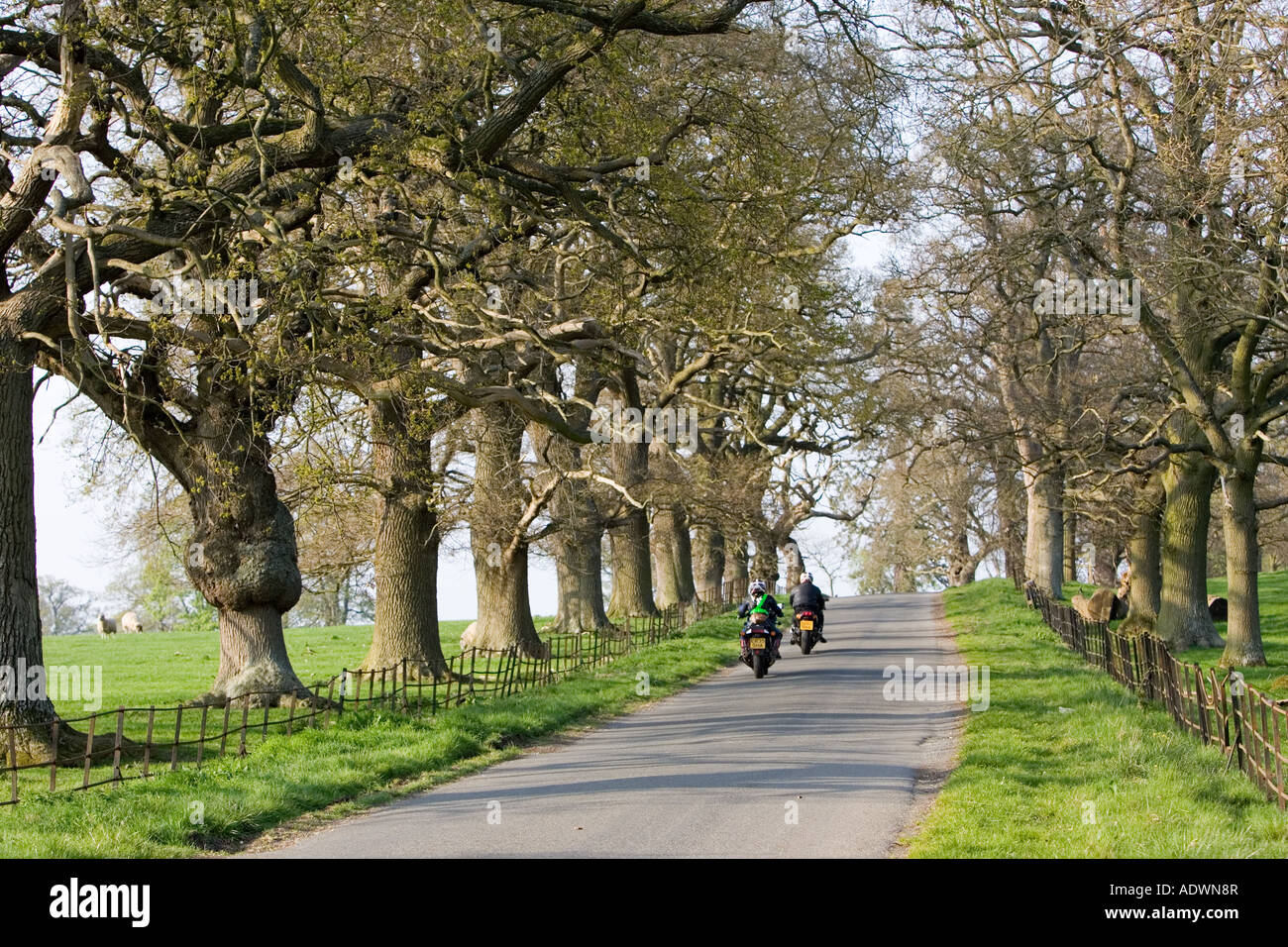 Motorcyclists on tree lined country road Stanway Gloucestershire United Kingdom Stock Photo