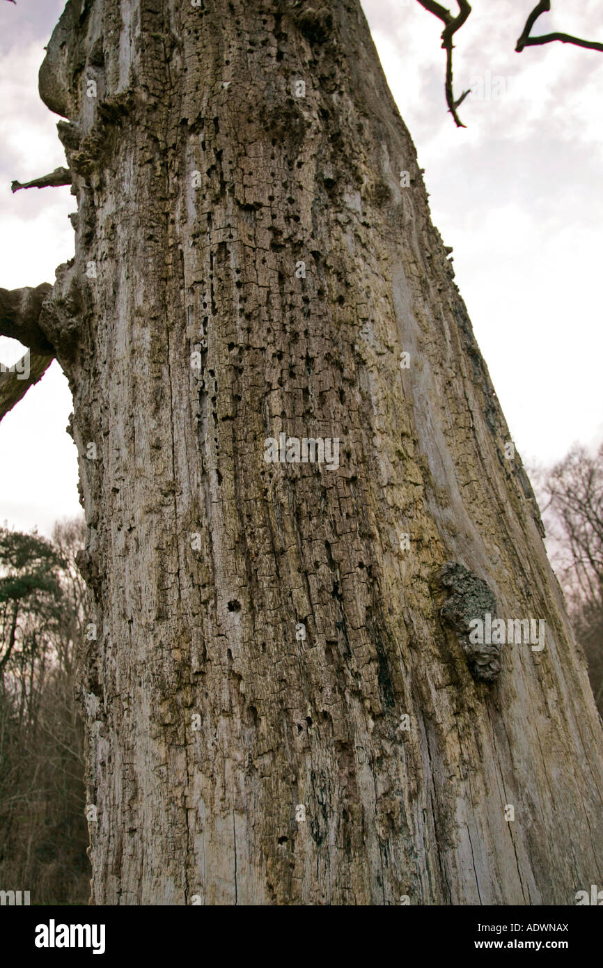 Bark of dead Elm tree Sherbourne Gloucestershire United Kingdom Stock Photo Alamy