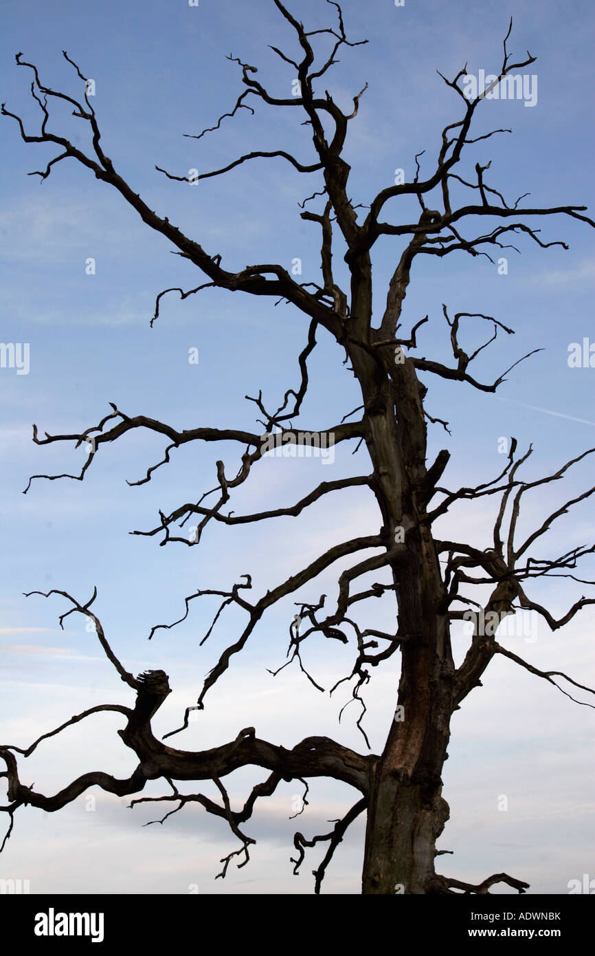 Dead Elm tree Sherbourne Gloucestershire United Kingdom Stock Photo Alamy