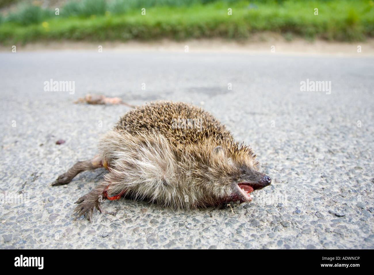 Dead hedgehog on country road Swinbrook Oxfordshire United Kingdom Stock Photo