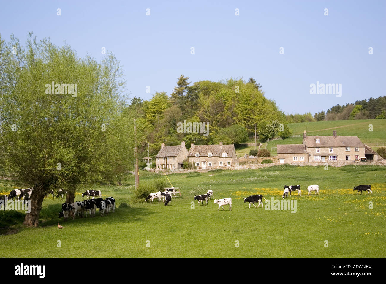 Cattle grazing Swinbrook Oxfordshire The Cotswolds England United Kingdom Stock Photo
