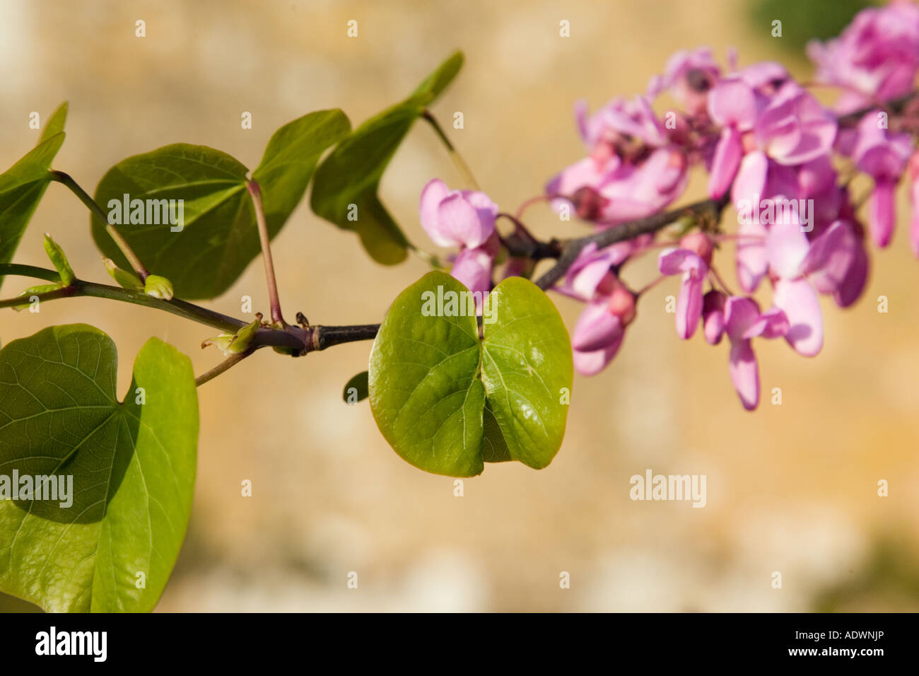 Tree branch thought to be a Judas Tree Gloucestershire The Cotswolds England United Kingdom Stock Photo
