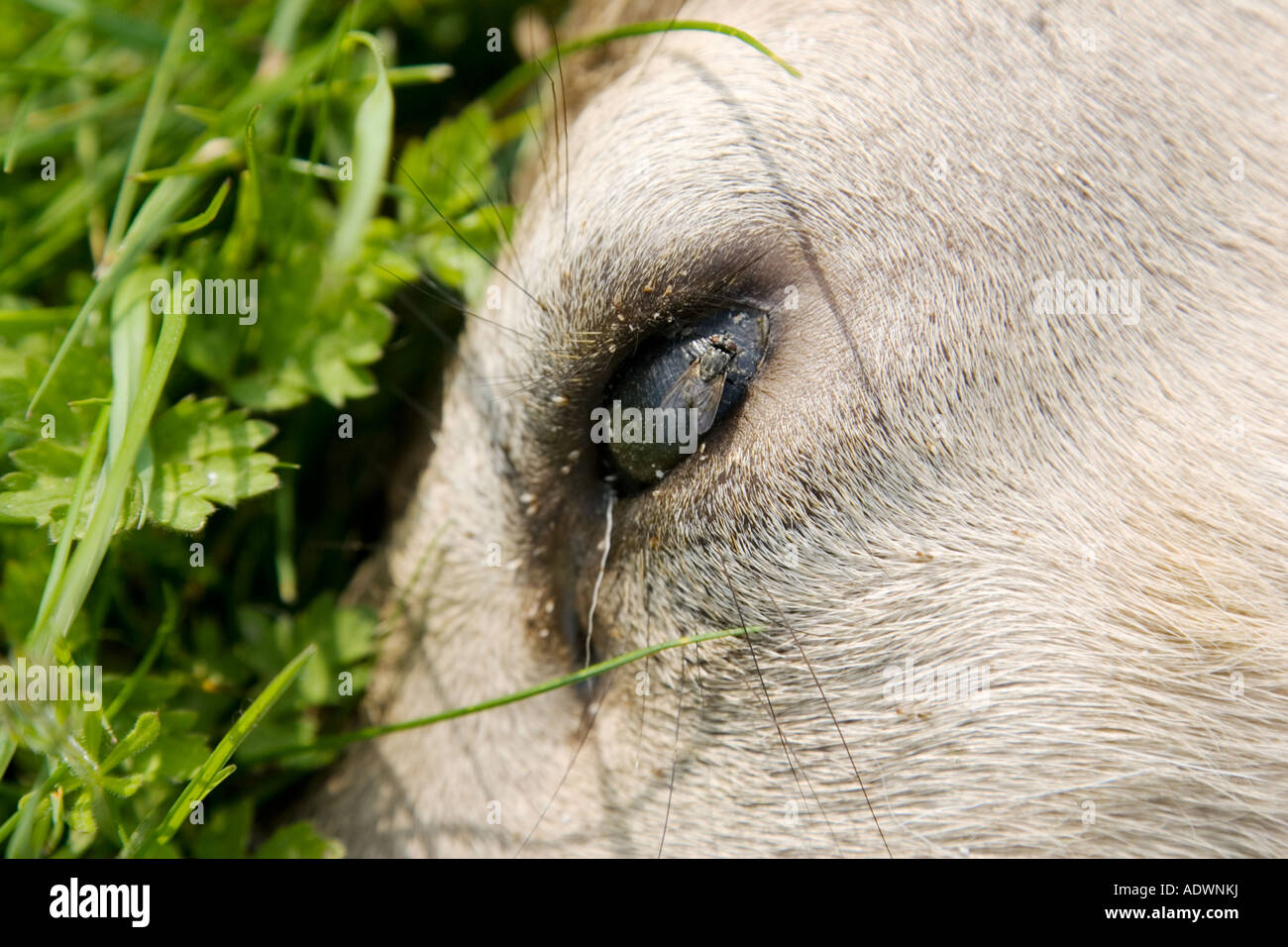 Fly on dead deer s eye as the corpse lies by the roadside Charlbury Oxfordshire United Kingdom Stock Photo