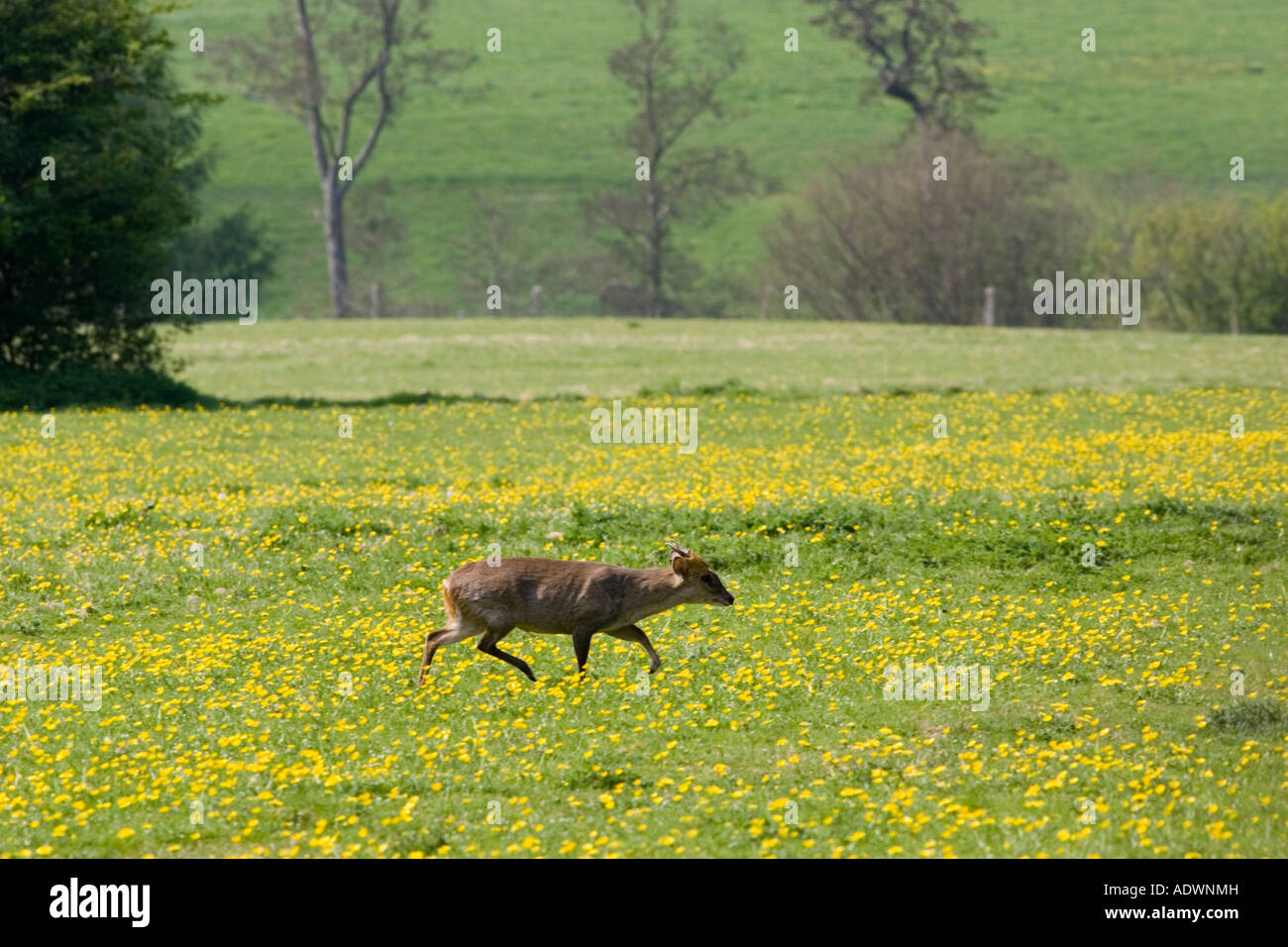 Wild muntjac deer in a meadow Charlbury Oxfordshire England United Kingdom Stock Photo