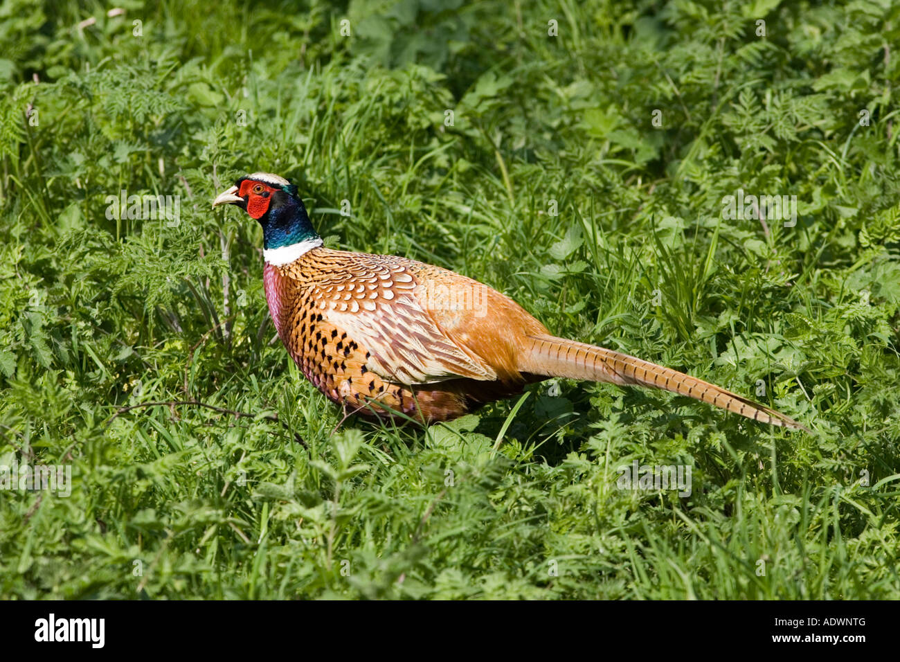 Male pheasant hires stock photography and images Alamy
