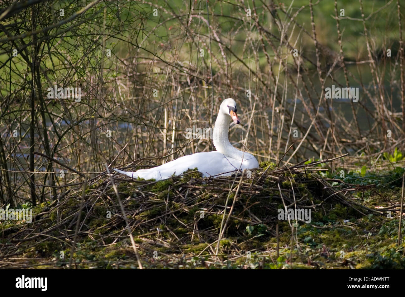 Life cycle of mute swans hires stock photography and images Alamy