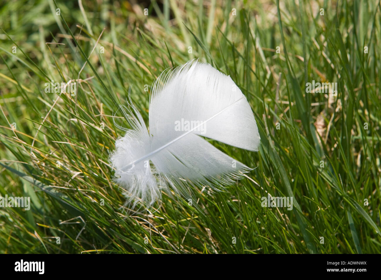 Feather from a mute swan discarded on grass Donnington Gloucestershire United Kingdom Stock Photo