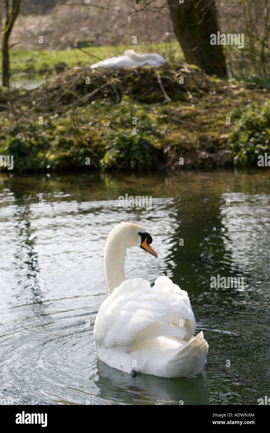 Male mute swan protects female nesting on island in middle of lake Donnington The Cotswolds Gloucestershire UK Stock Photo