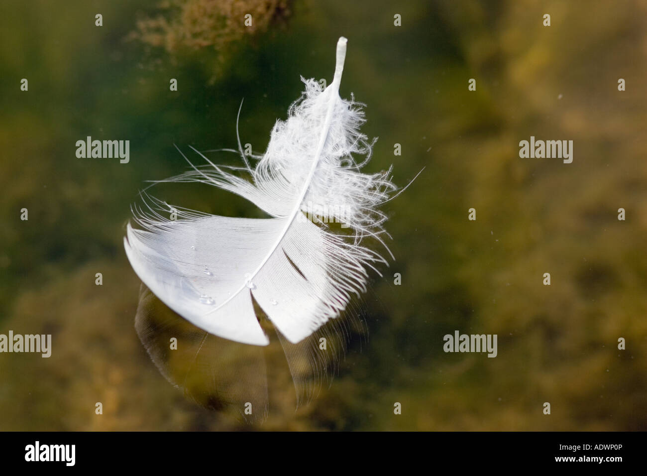 Swan feather floating on water Donnington Gloucestershire United Kingdom Stock Photo