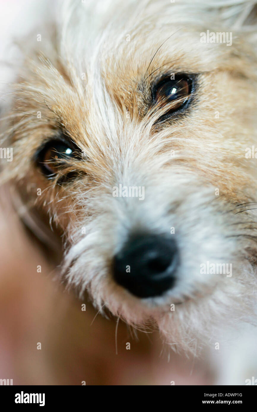 Long Haired Jack Russell Terrier Oxfordshire United Kingdom Stock