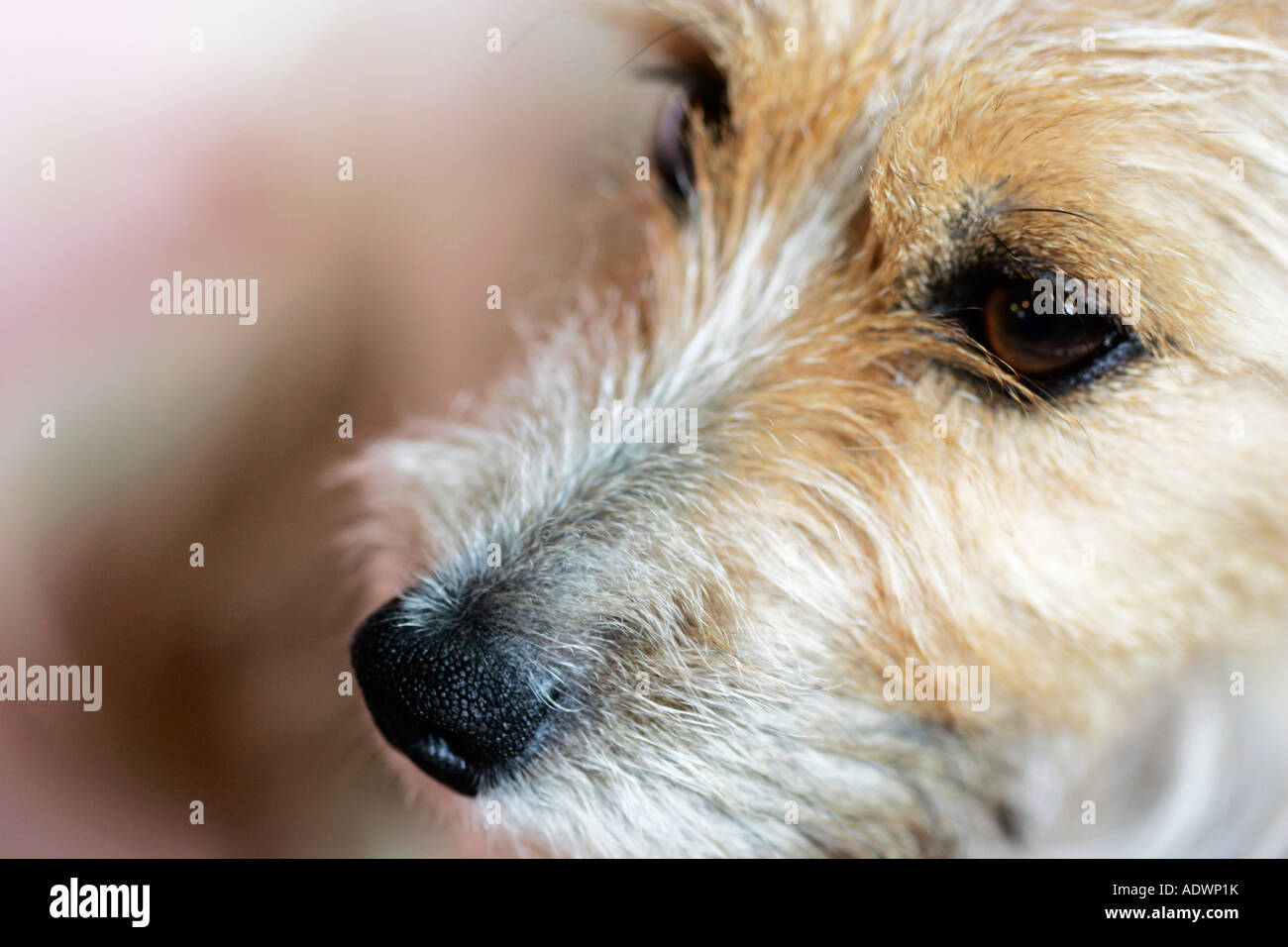 Long Haired Jack Russell Terrier Oxfordshire United Kingdom Stock
