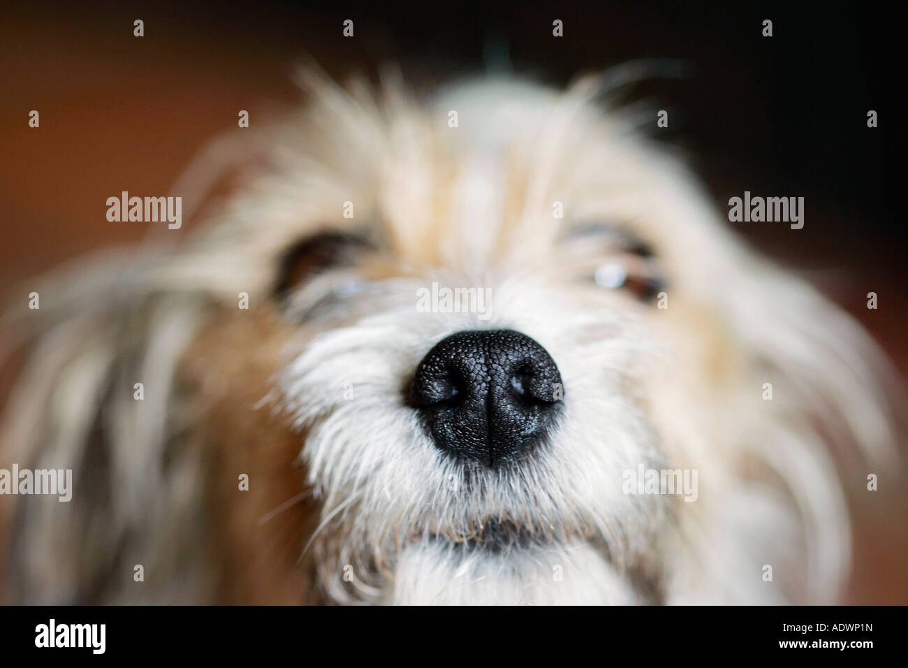 Long Haired Jack Russell Terrier Oxfordshire United Kingdom Stock