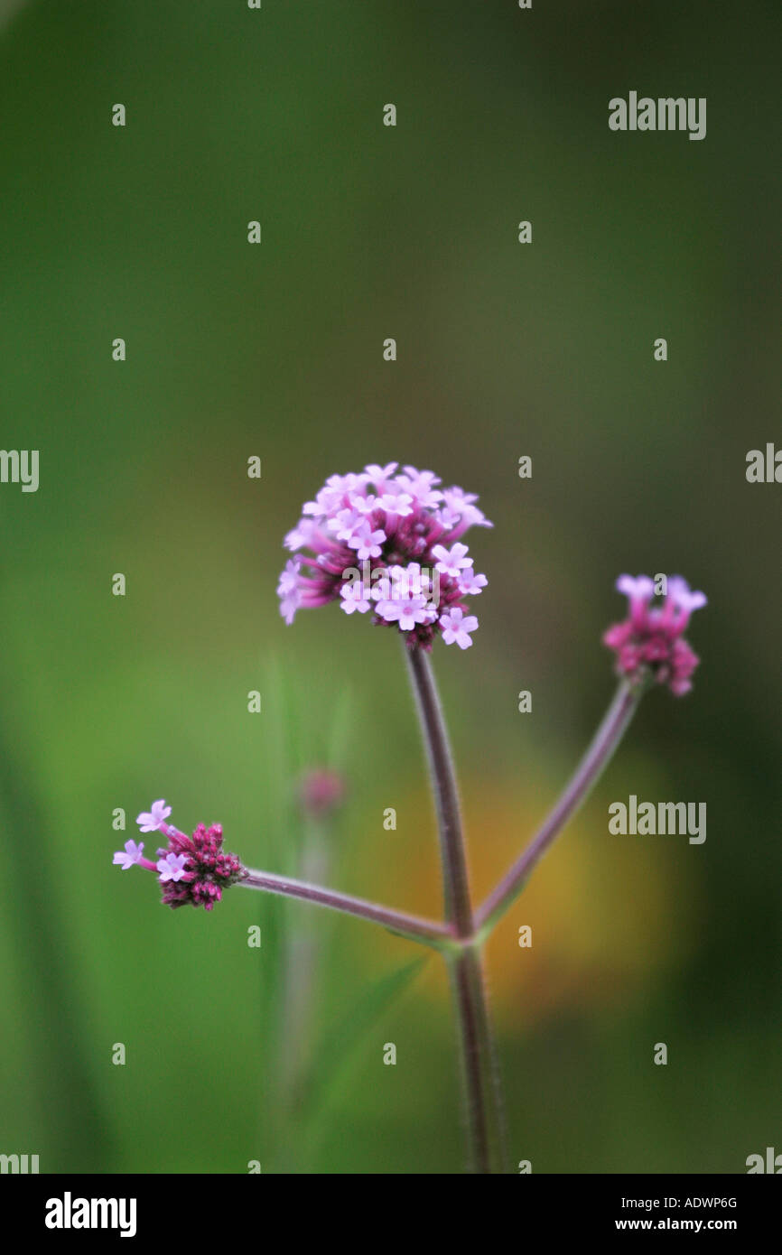 Purple verbena tiny flower hi-res stock photography and images - Alamy