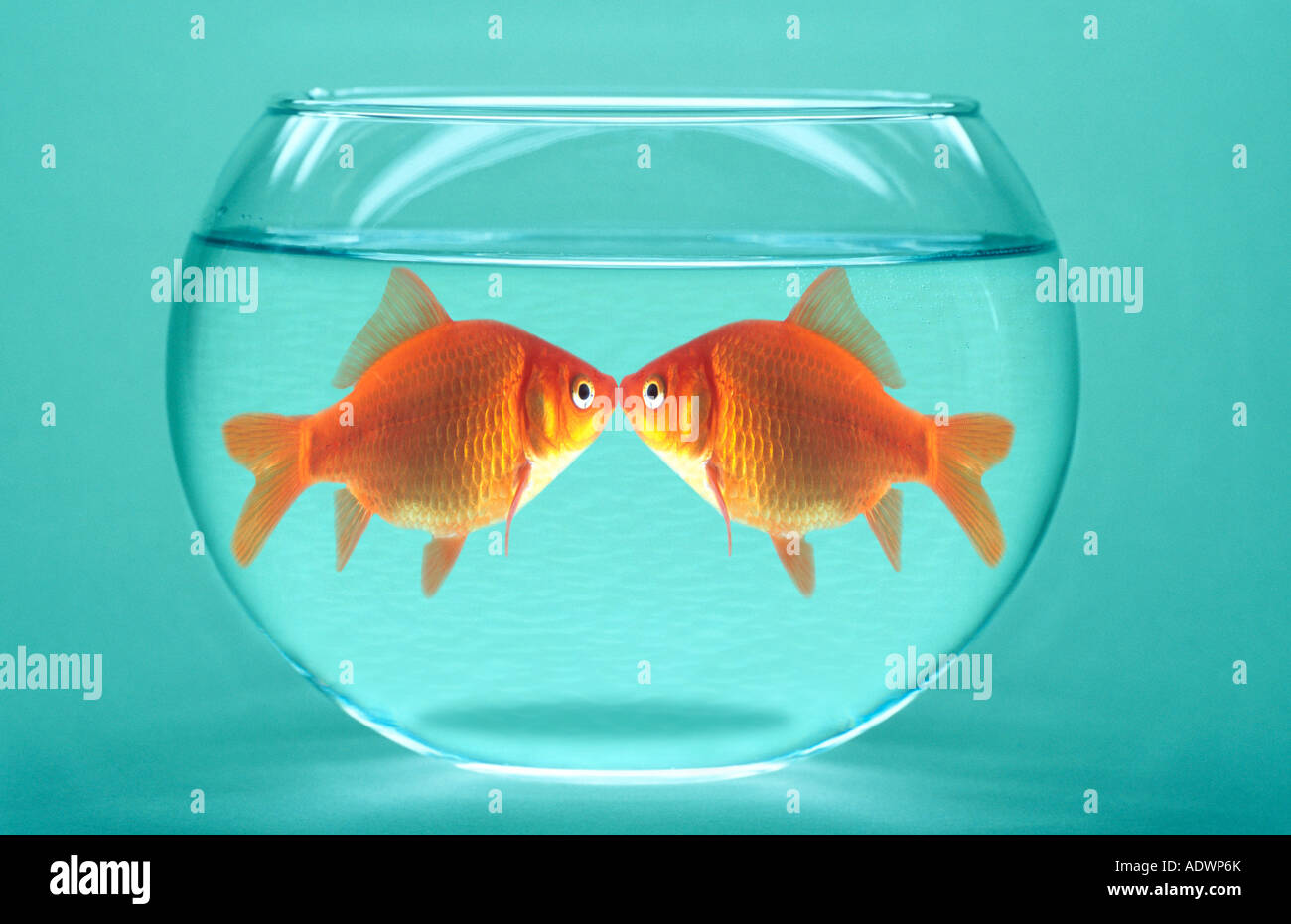 Goldfish lovers Stock Photo