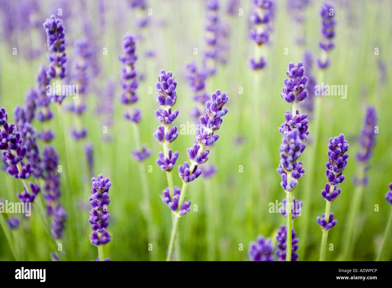 Imperial Gem lavender Snowshill Worcestershire United Kingdom The Cotswolds Stock Photo