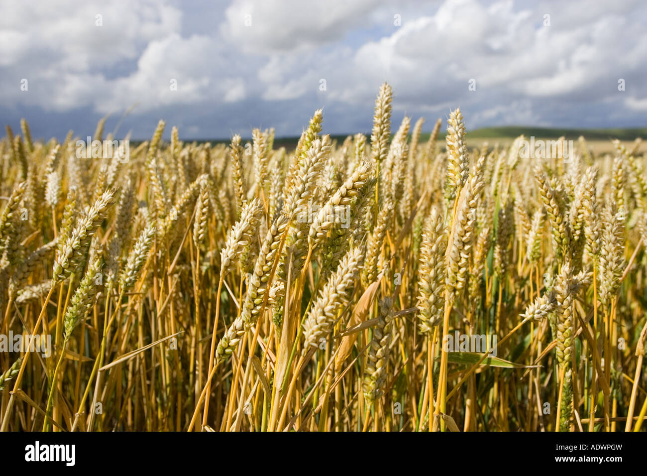 Wheat field in Marlborough Downs Wiltshire England United Kingdom Stock Photo