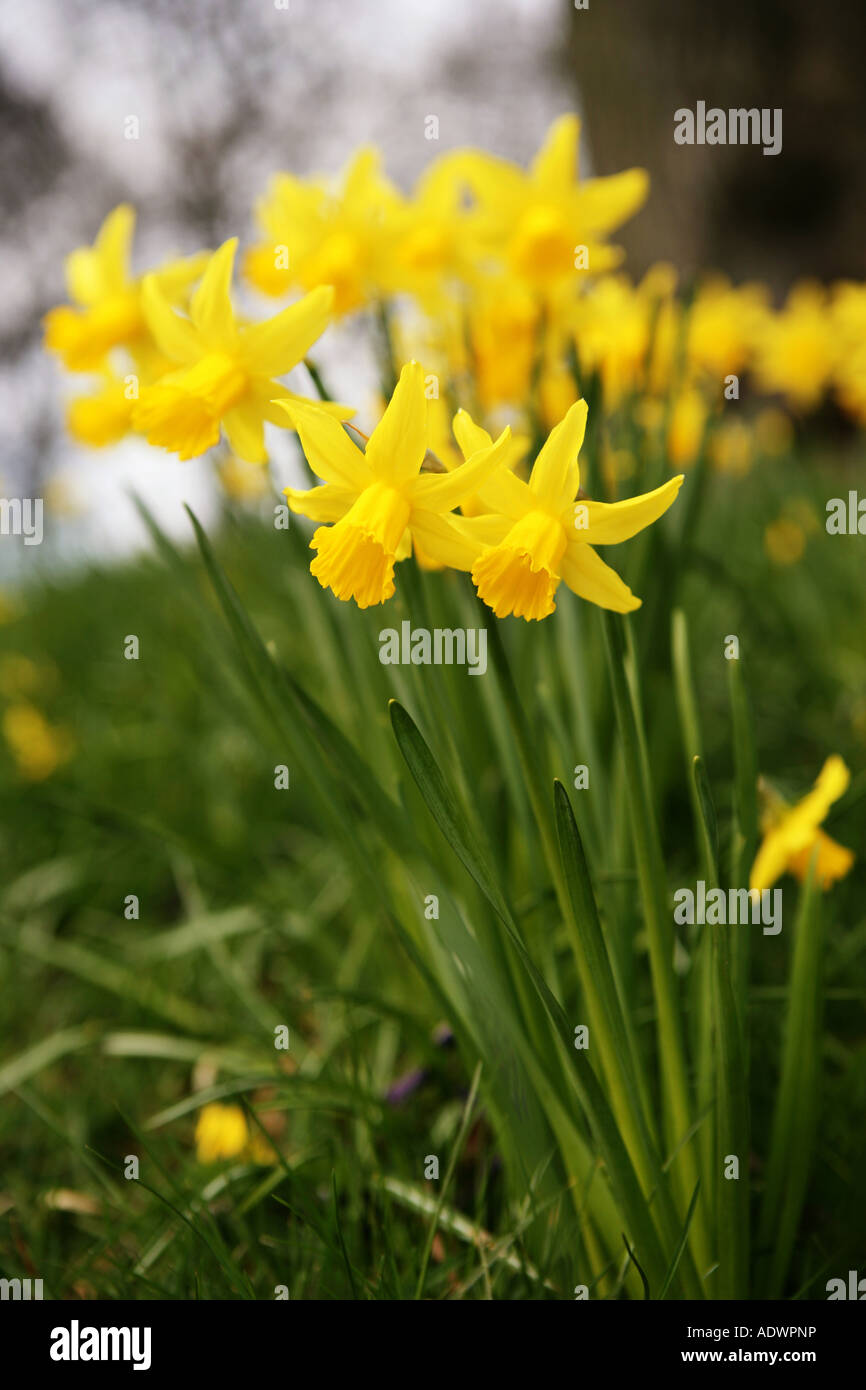 Yellow Daffodils against a natural outdoor background Stock Photo