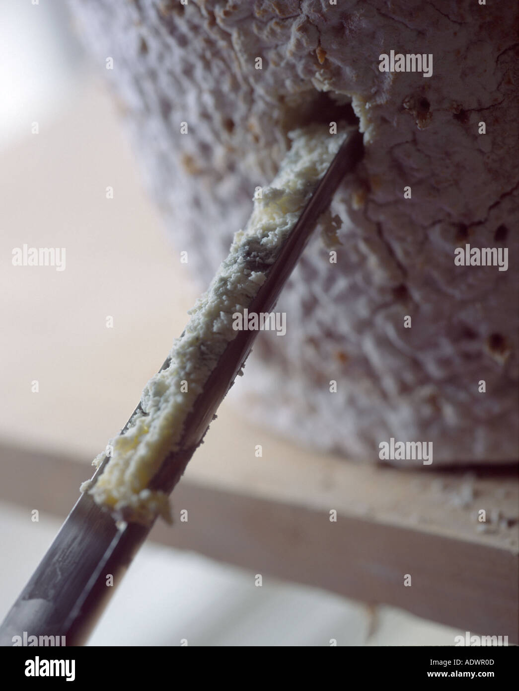 taking a core from a blue stilton cheese to assess texture quality and ...