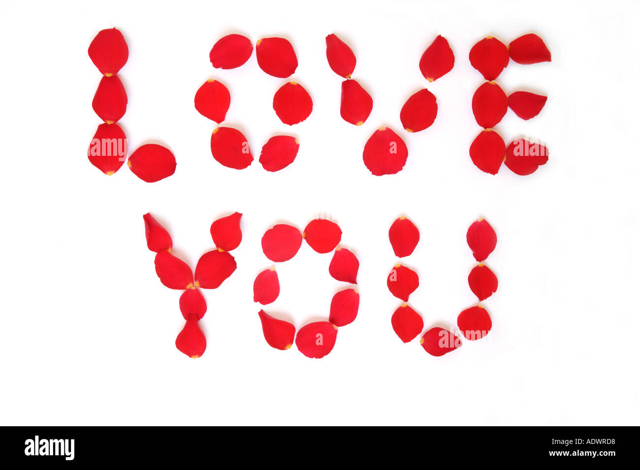 The word LOVE YOU written in red rose petals Stock Photo