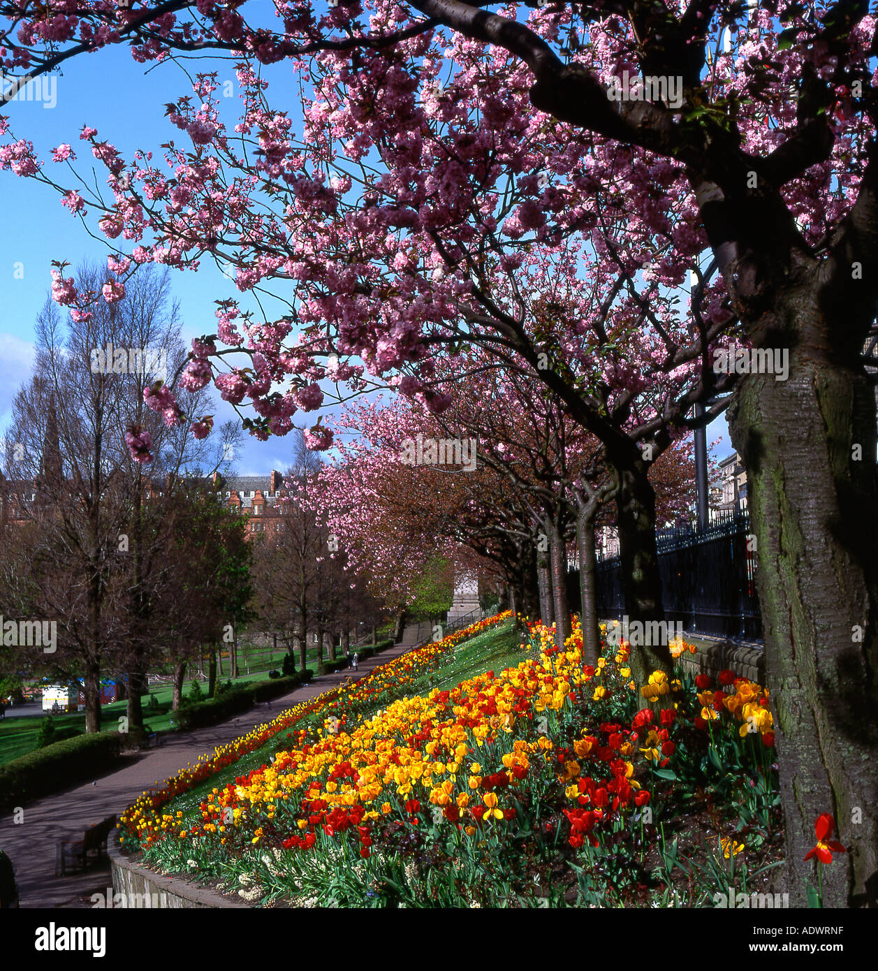 Flowerbeds and blossom in Princes Street Gardens Edinburgh Scotland