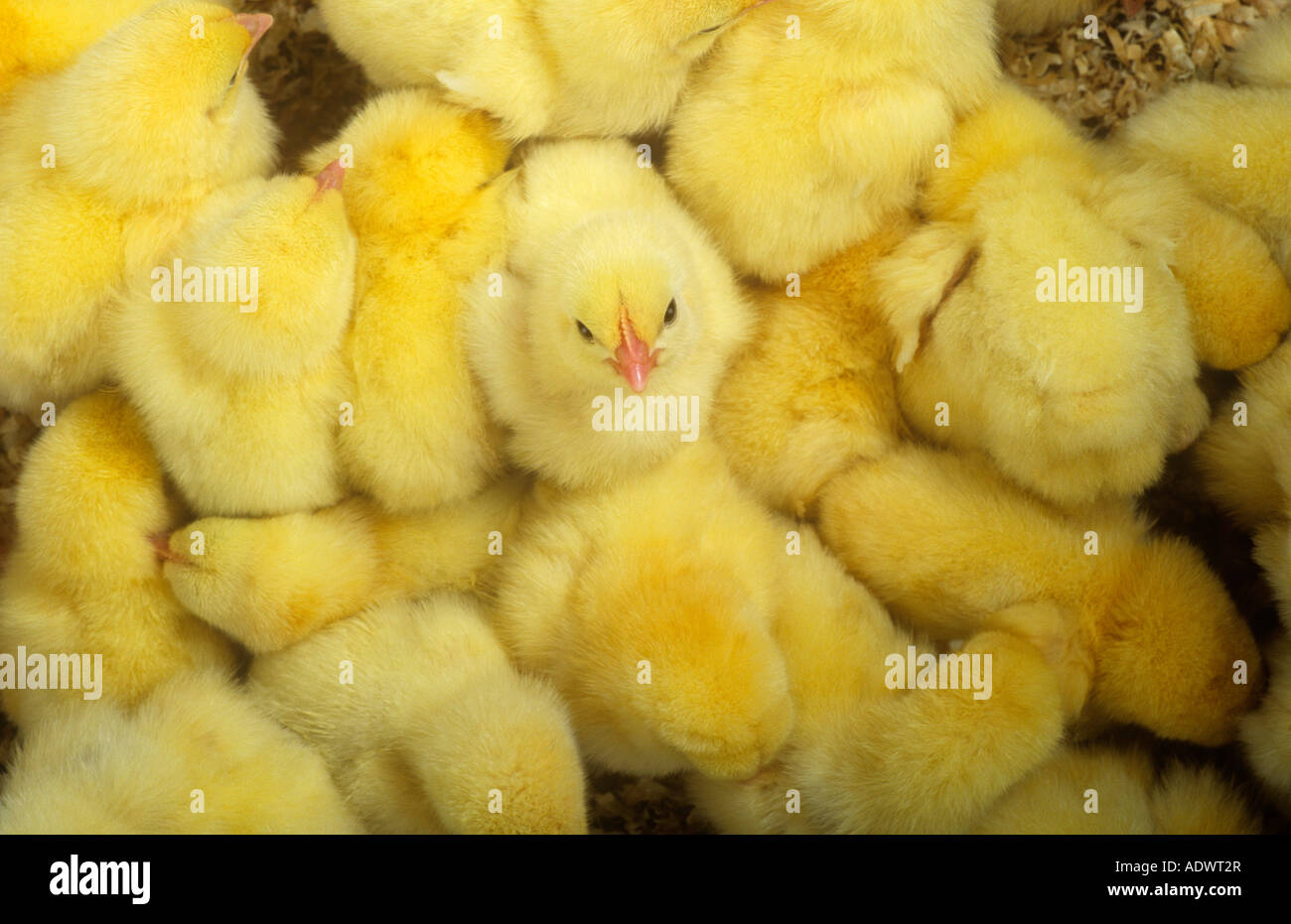 Day old chicks Stock Photo Alamy
