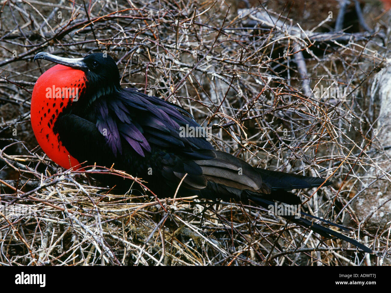 Male Frigate bird with inflated pouch Galapagos Islands Ecuador Stock Photo