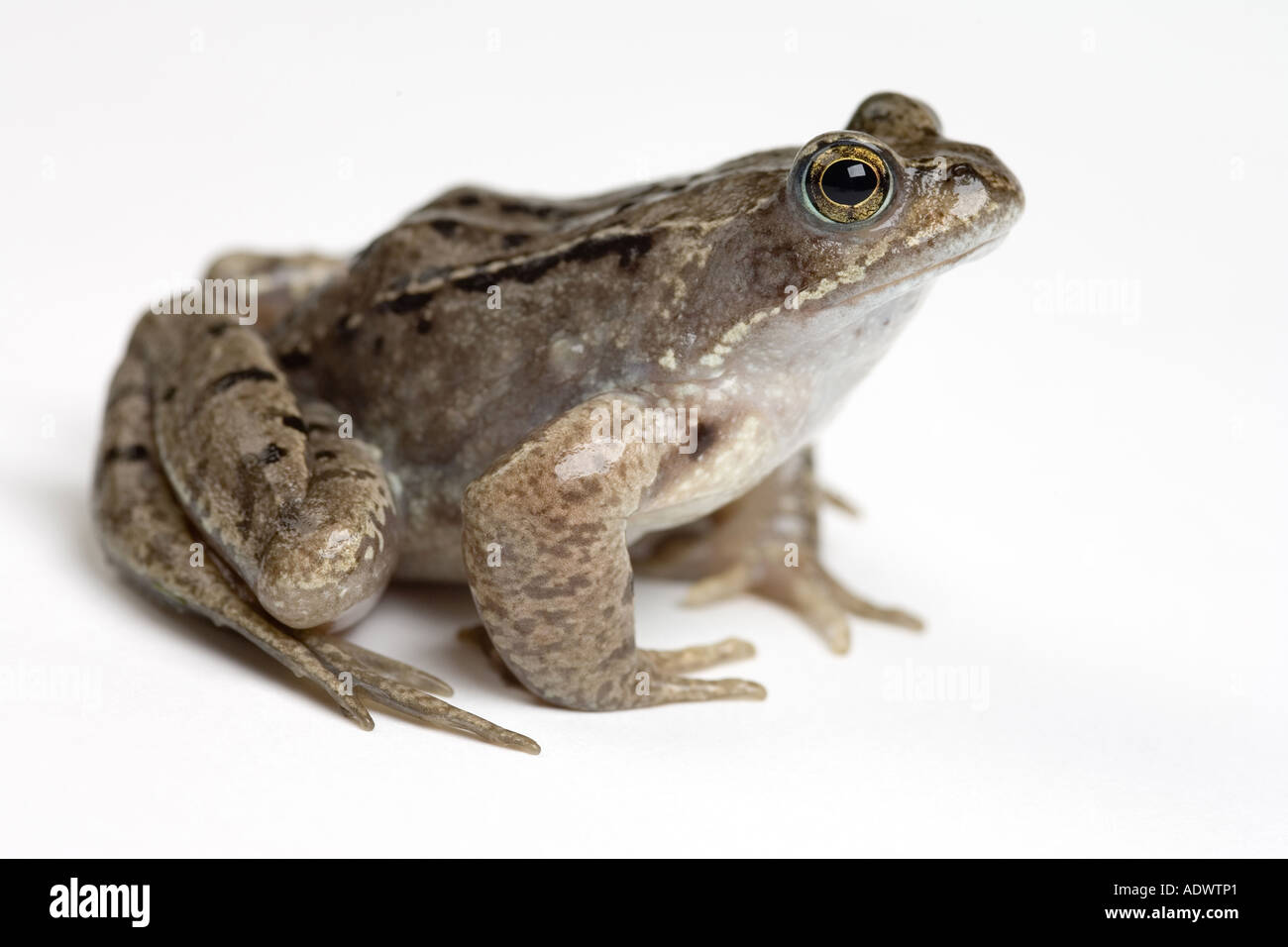 common garden frog Stock Photo Alamy