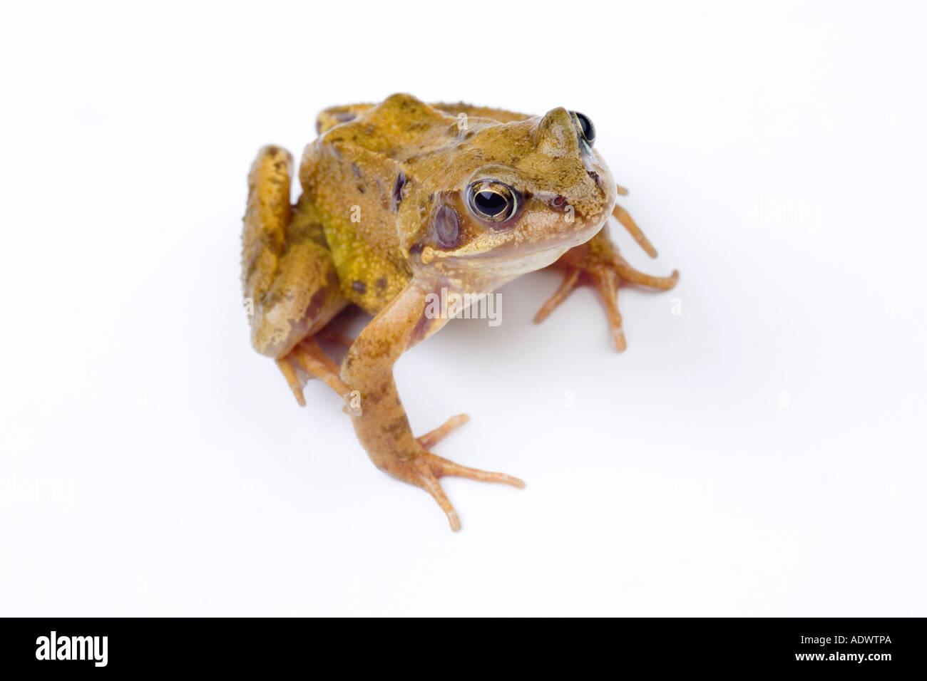 common garden frog Stock Photo Alamy