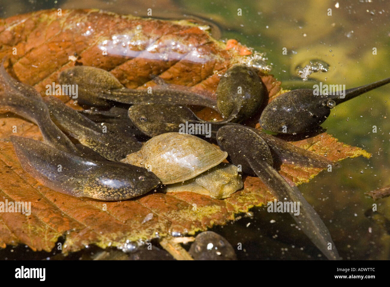 tadpoles in a pond feeding from algae around a water snail Stock Photo
