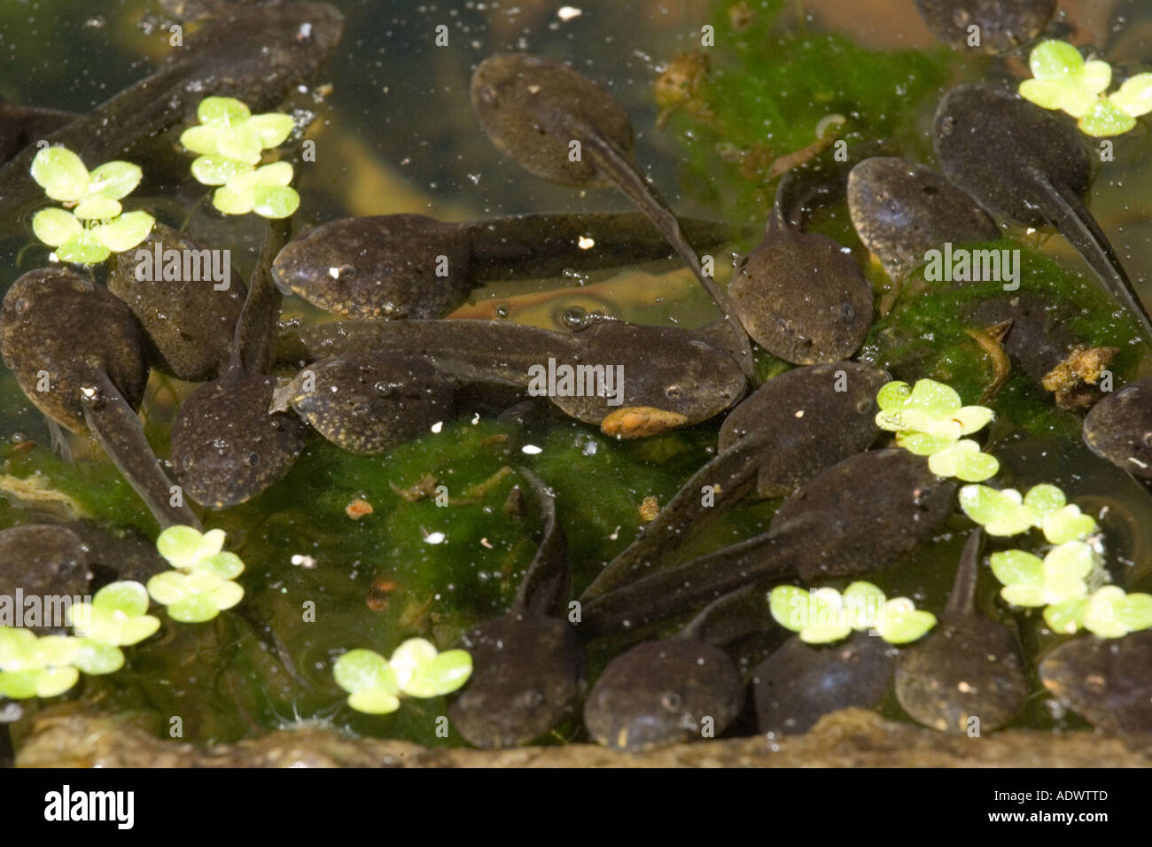 Surface feeding tadpole hires stock photography and images Alamy