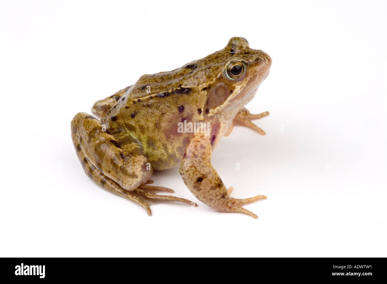 garden frog Stock Photo Alamy