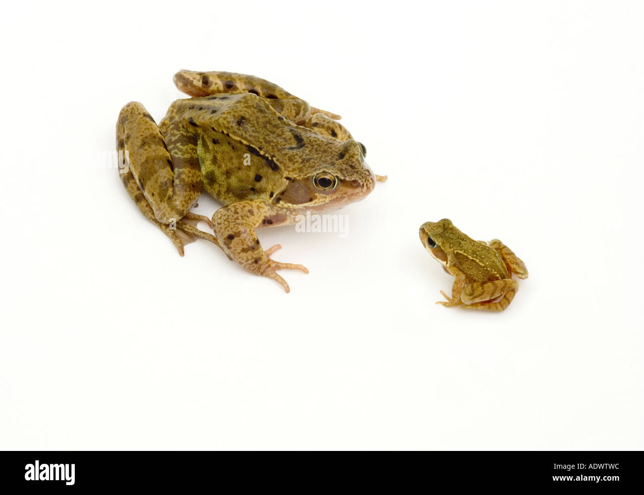 two frogs in conversation Stock Photo Alamy