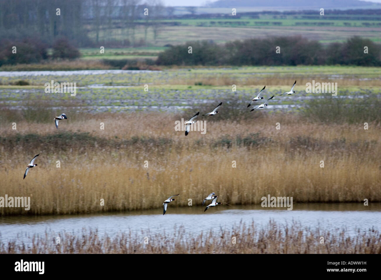 Flock of wild Shelducks overwinter near Holkham North Norfolk coast East Anglia England United Kingdom Stock Photo