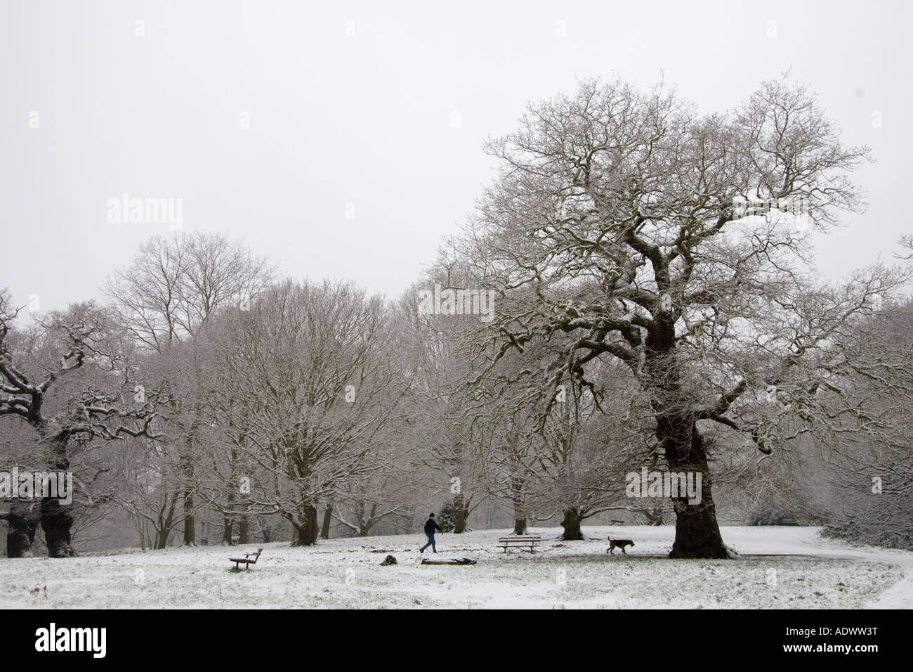 Man walks dog across snow covered Hampstead Heath North London England United Kingdom Stock Photo