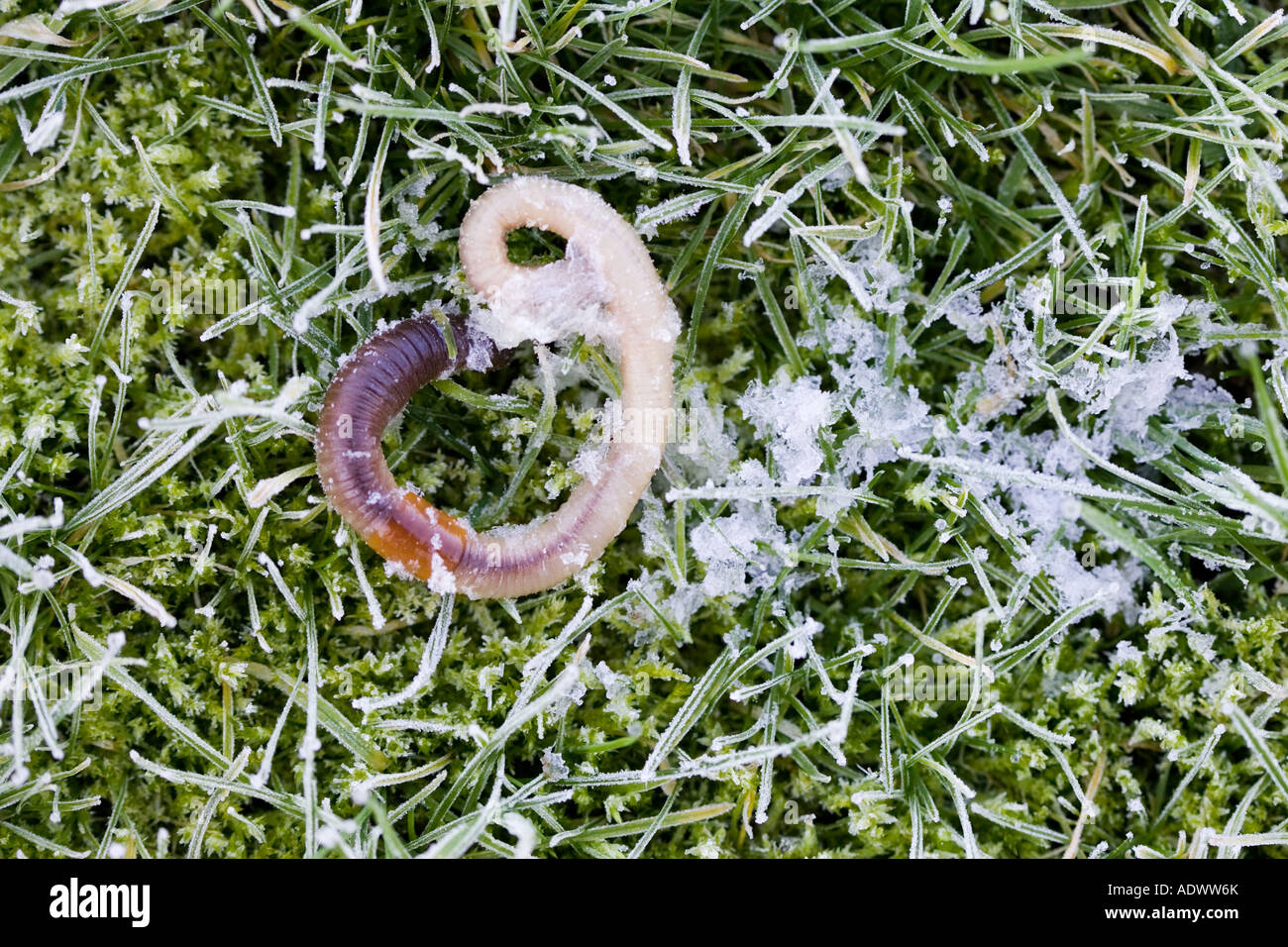 Earthworm frozen to death on frost covered grass Swinbrook Oxfordshire United Kingdom Stock Photo