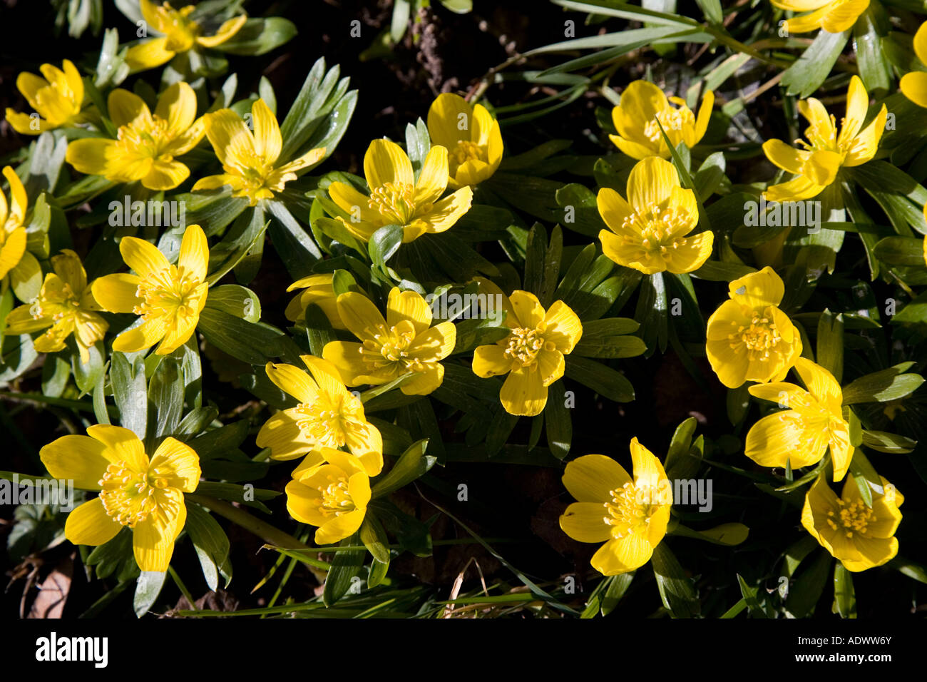 Aconites growing in meadow Oxfordshire United Kingdom Stock Photo